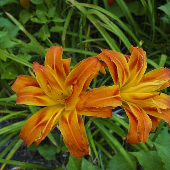 Hemerocallis fulva