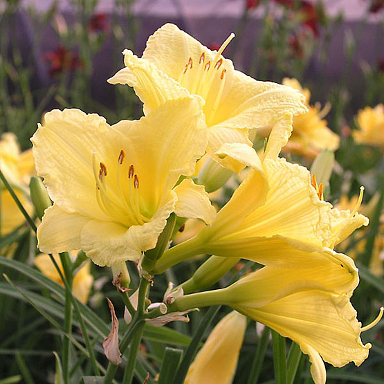 Hemerocallis 'Happy Returns'