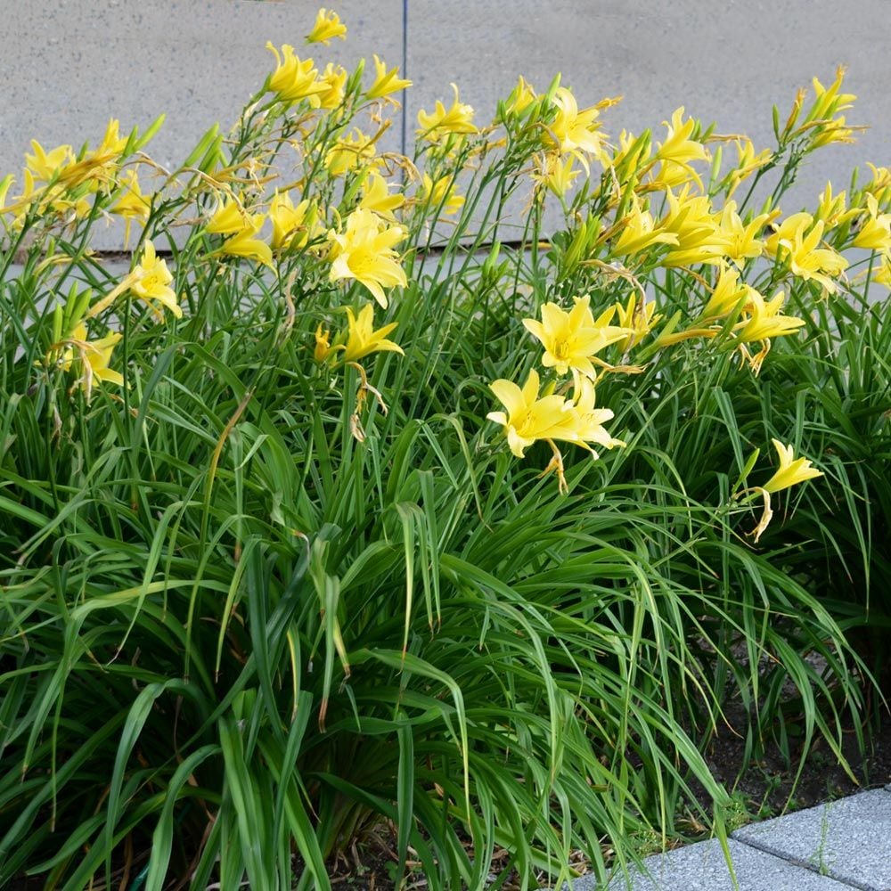 Hemerocallis 'Hyperion'