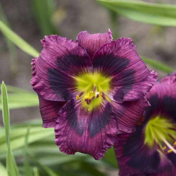 Hemerocallis Kansas Kitten