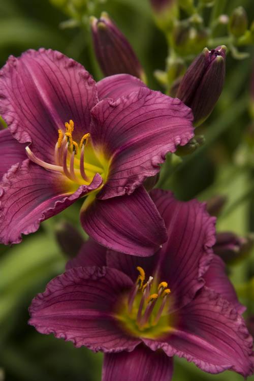 Hemerocallis Little Grapette