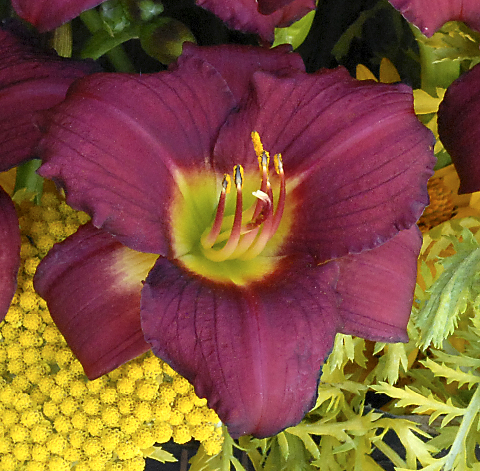 Hemerocallis 'Pardon Me'