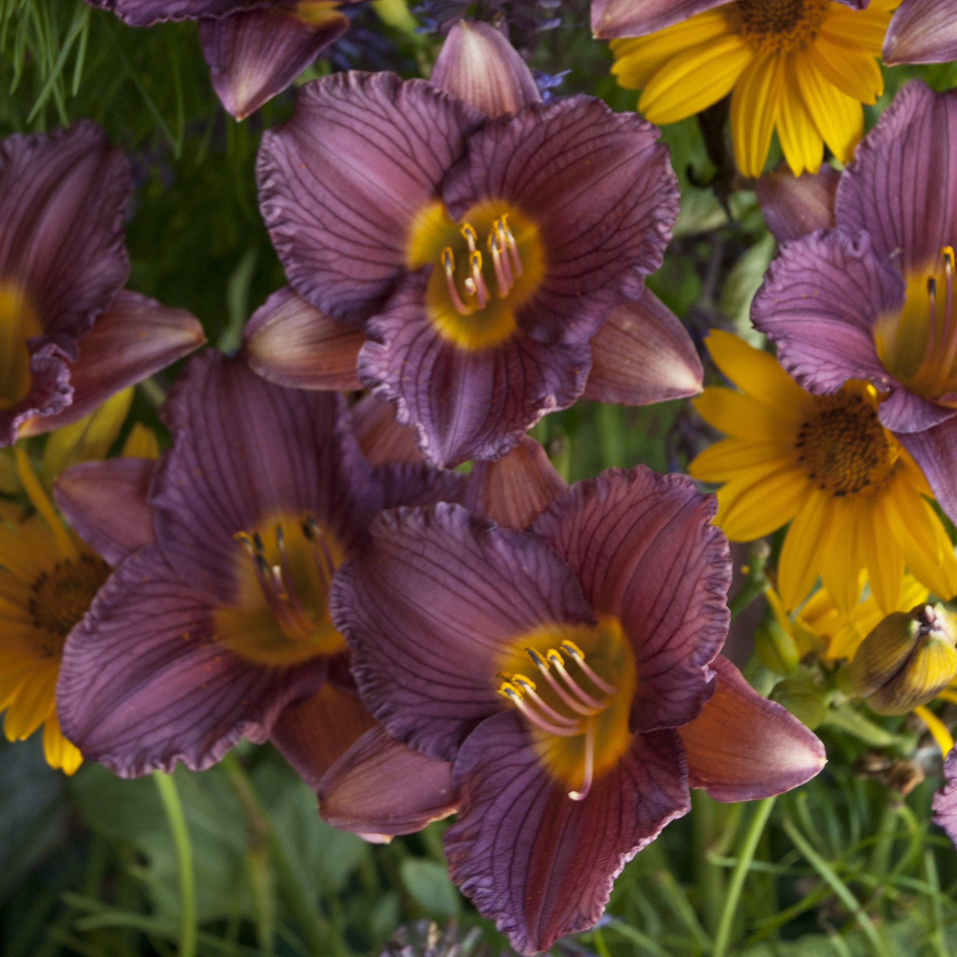 Hemerocallis 'Purple de Oro'