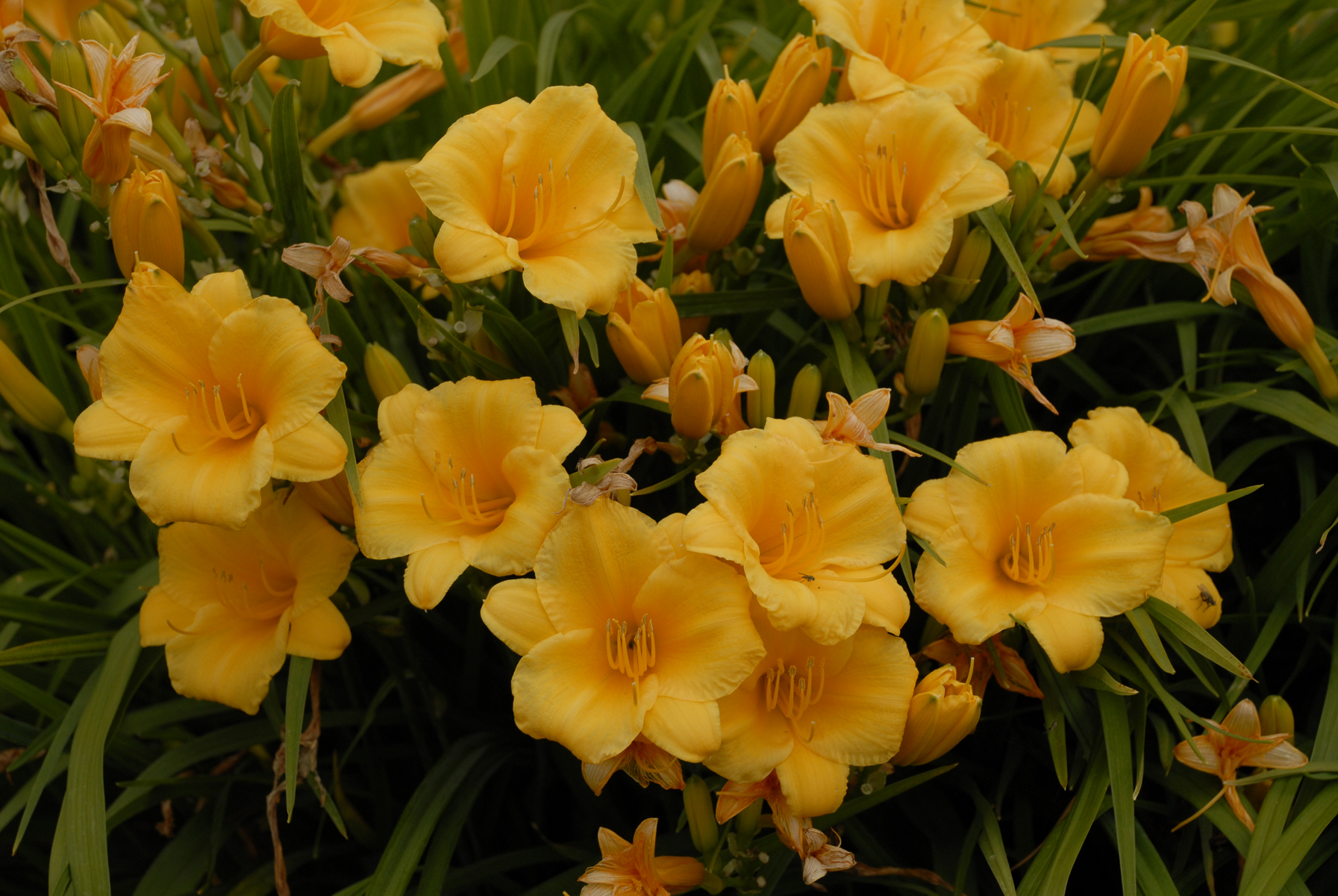 Hemerocallis 'Stella de Oro'