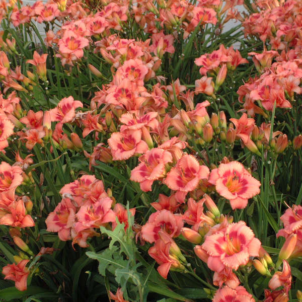 Hemerocallis 'Strawberry Candy'