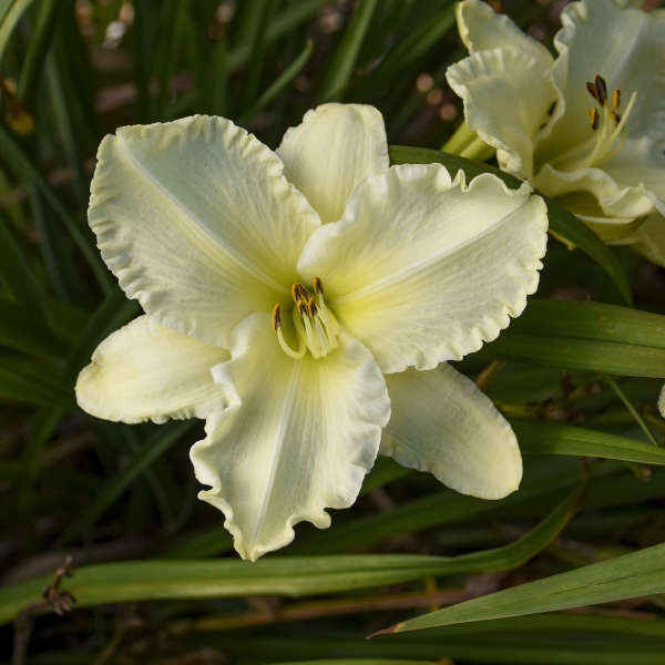 Hemerocallis 'Sunday Gloves'