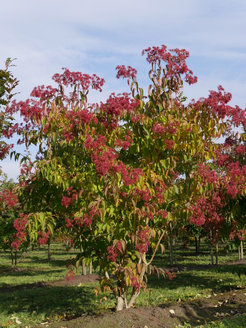 Heptacodium miconioides