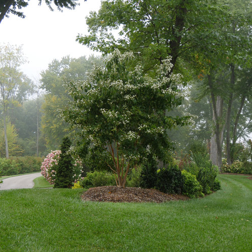 Heptacodium Temple of Bloom