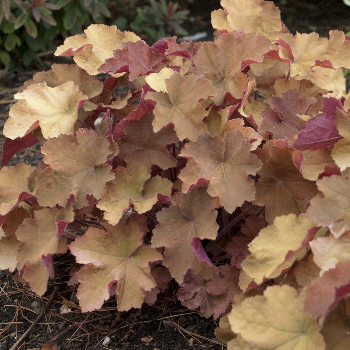 Heuchera 'Caramel'