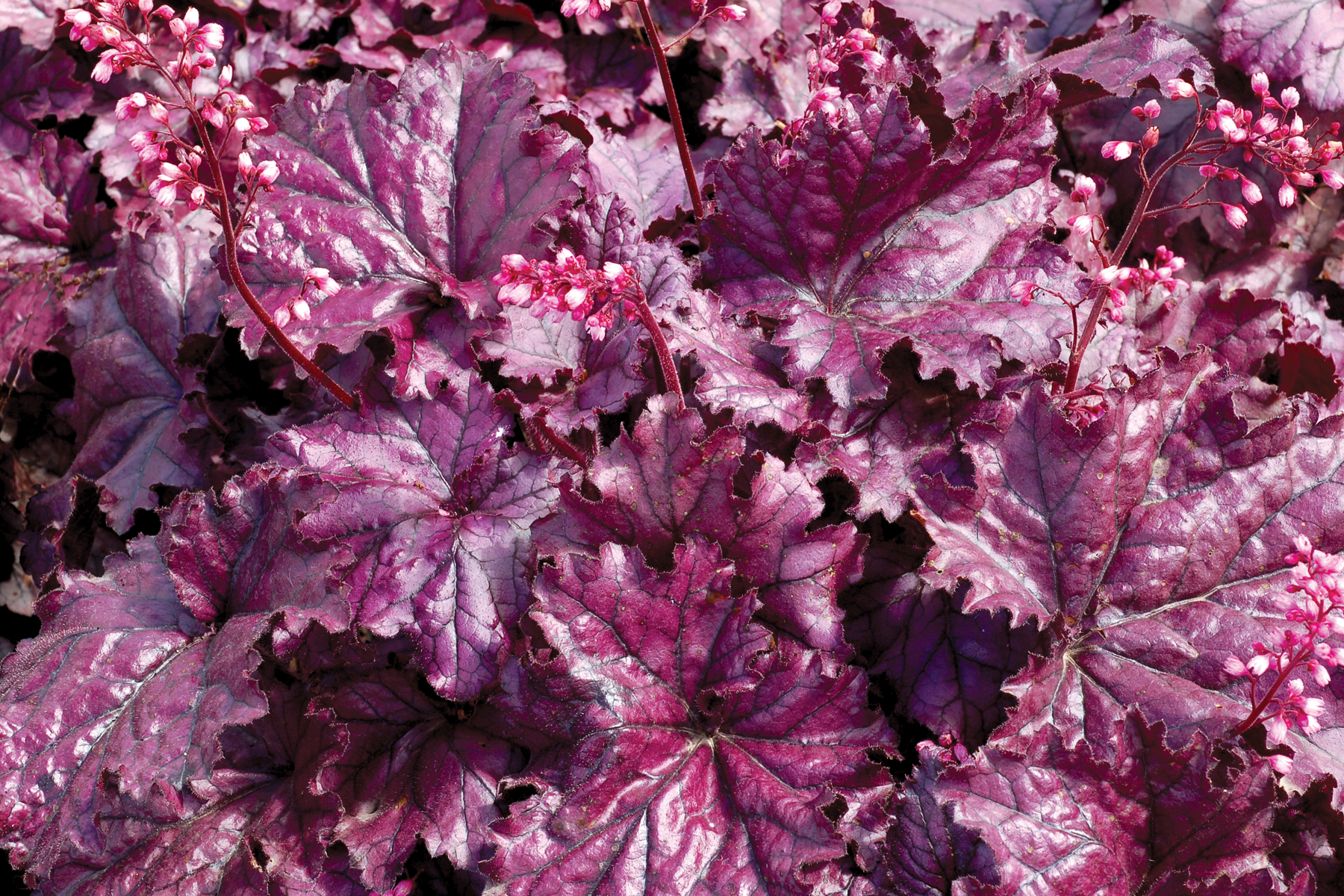 Heuchera 'Forever Purple'