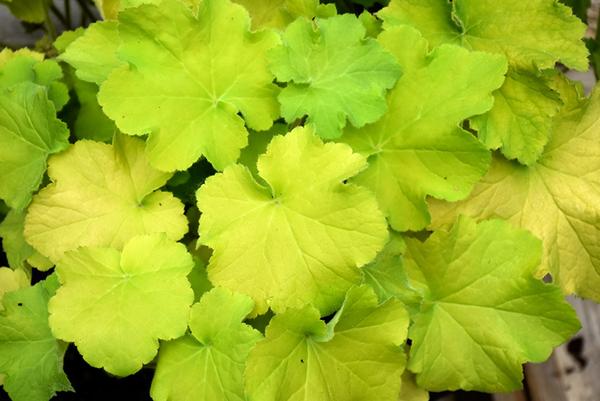 Heuchera 'Guacamole'