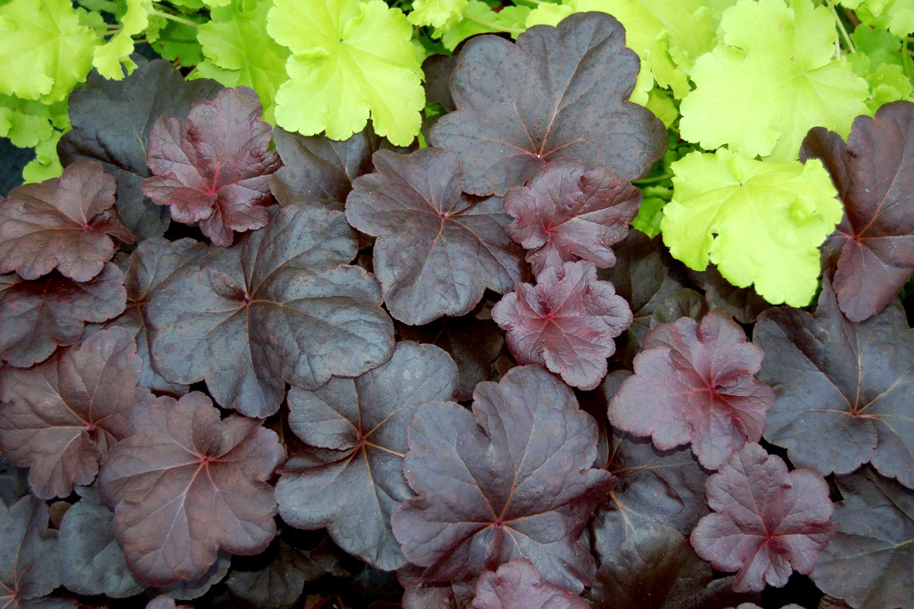 Heuchera 'Obsidian'