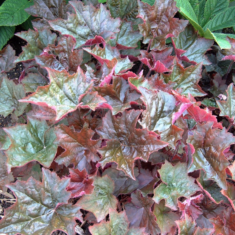 Heuchera micrantha 'Palace Purple'