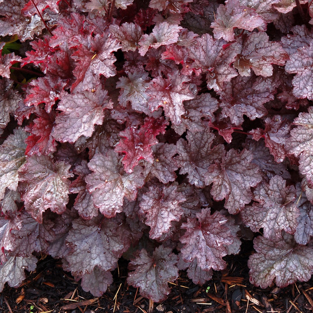 Heuchera 'Plum Pudding'