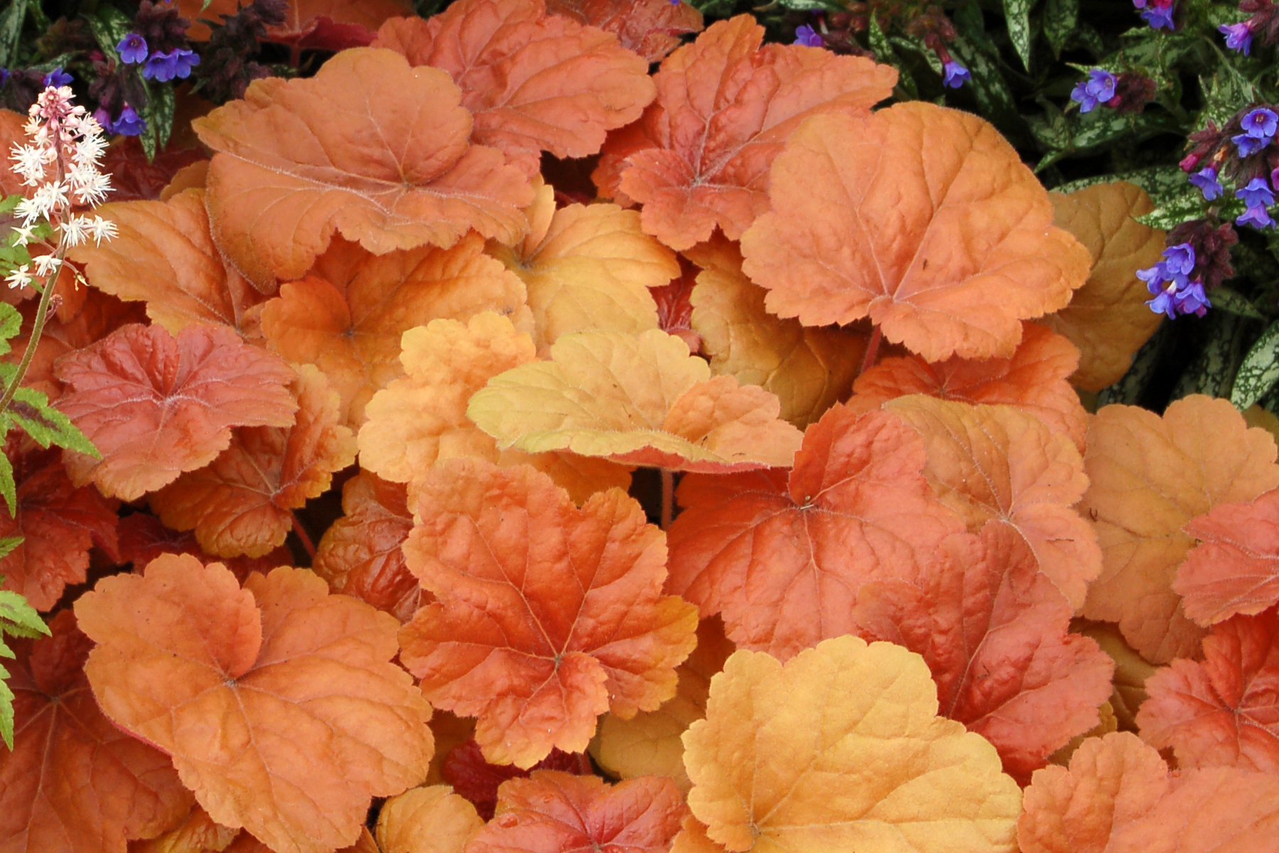 Heuchera 'Southern Comfort'