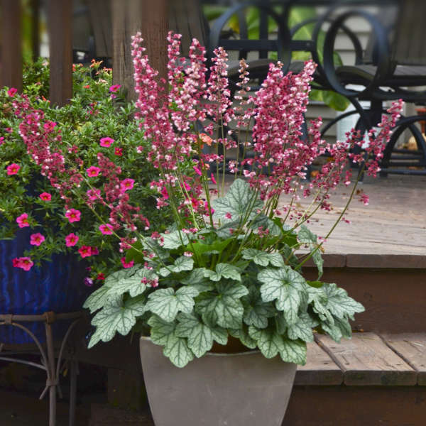 Heuchera 'Timeless Berry'