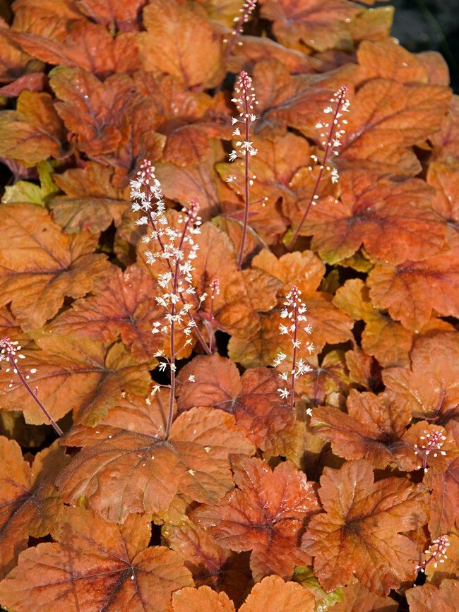 Heucherella 'Pumpkin Spice'