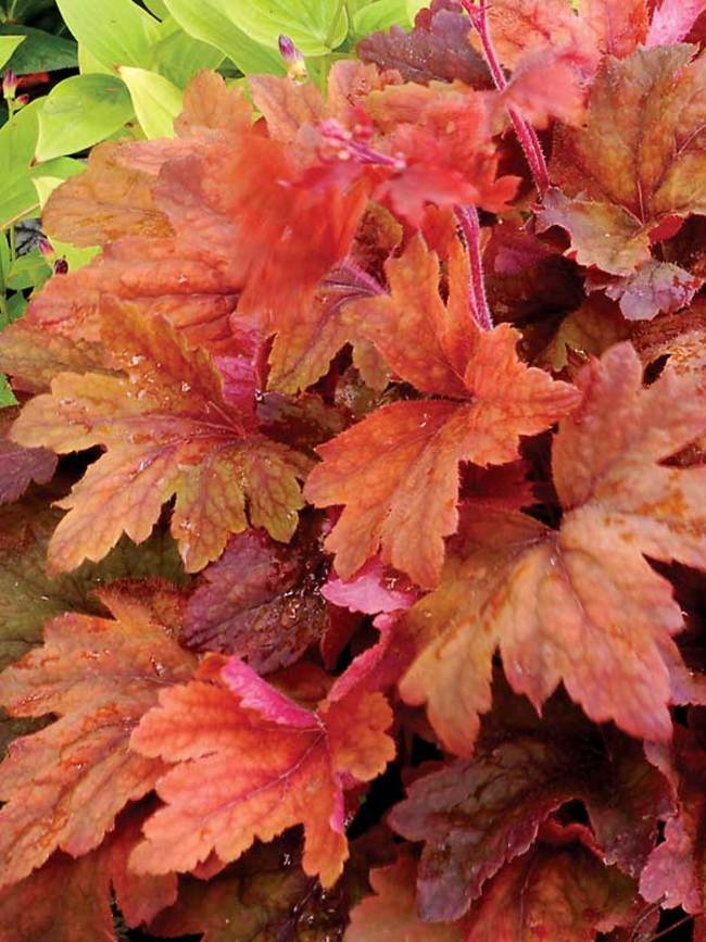 Heucherella 'Sweet Tea'