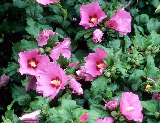 Hibiscus syriacus 'Aphrodite'