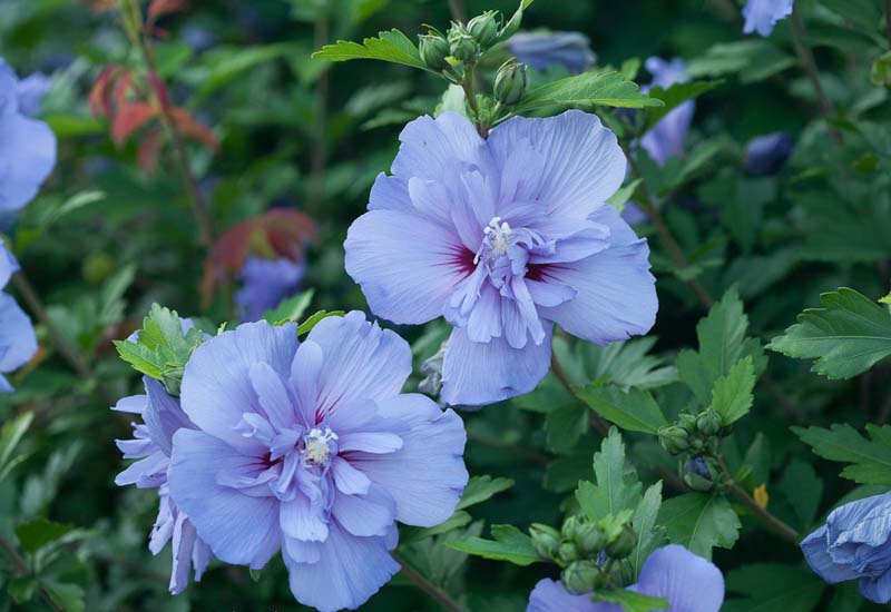 Hibiscus syriacus 'Blue Chiffon'