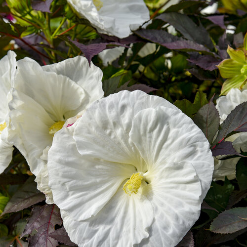 Hibiscus Cookies and Cream