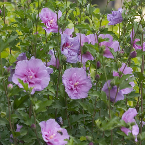 Hibiscus syriacus 'Lavender Chiffon'