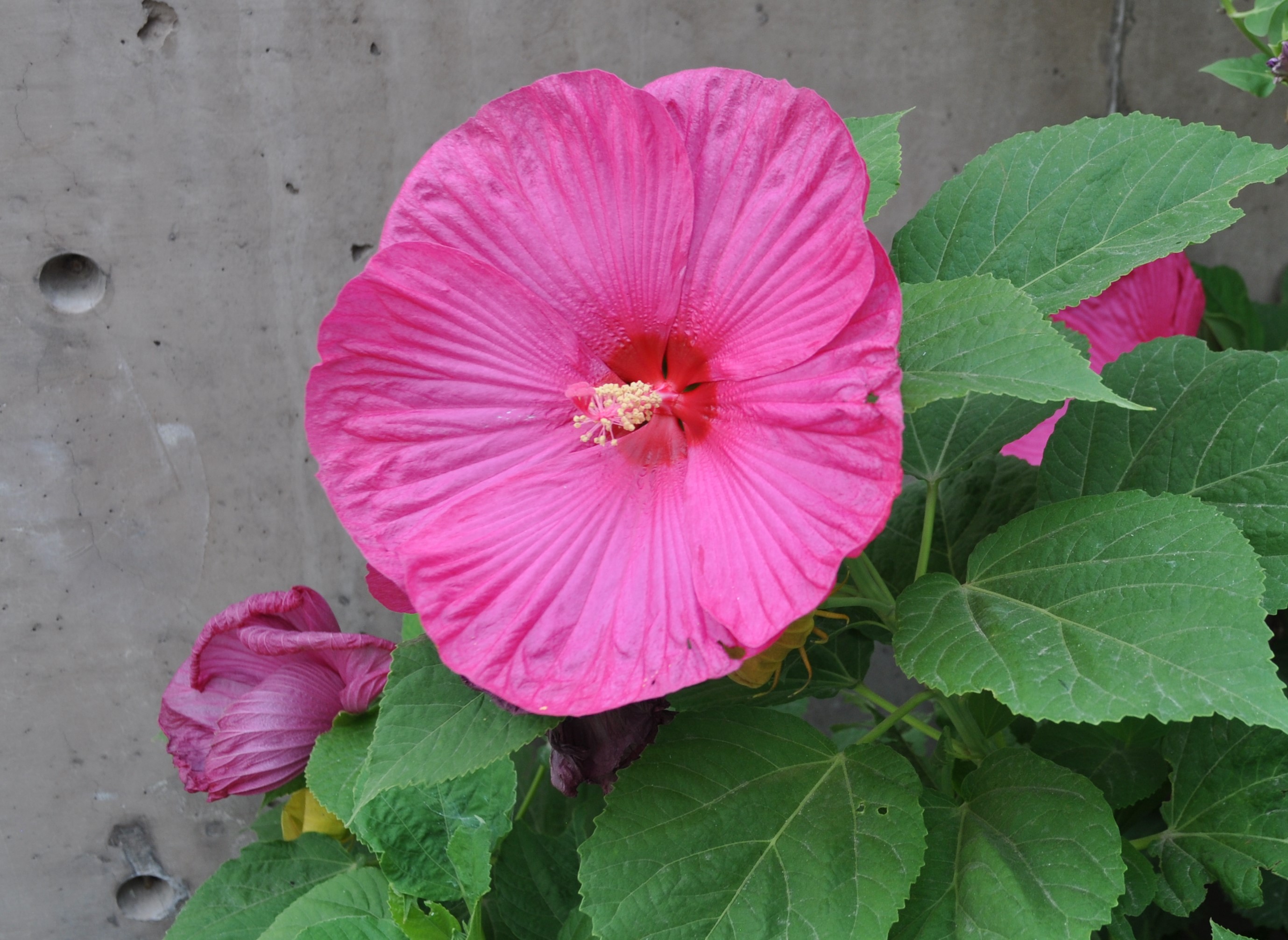 Hibiscus mos. 'Luna Rose'