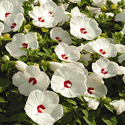 Hibiscus mos. 'Luna White'