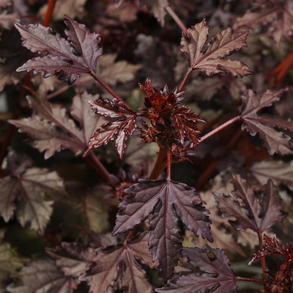 Hibiscus Mahogany Splendor