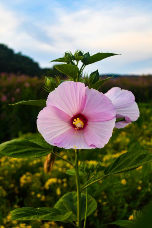 Hibiscus Moscheutos