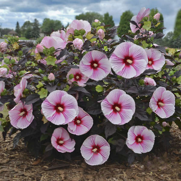 Hibiscus 'Starry Starry Night'