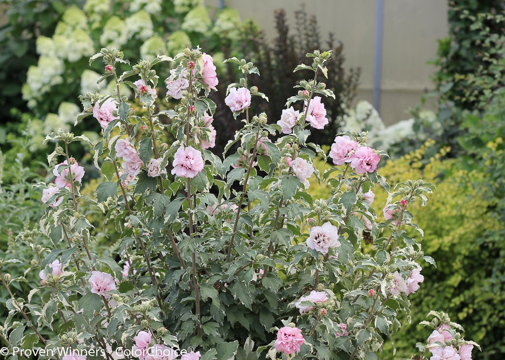 Hibiscus syriacus 'Sugar Tip'