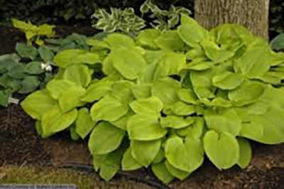 Hosta 'August Moon'