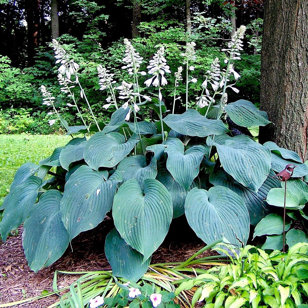 Hosta 'Blue Angel'