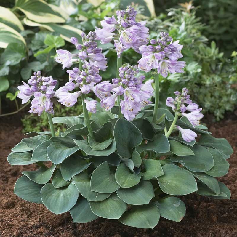 Hosta 'Blue Mouse Ears'