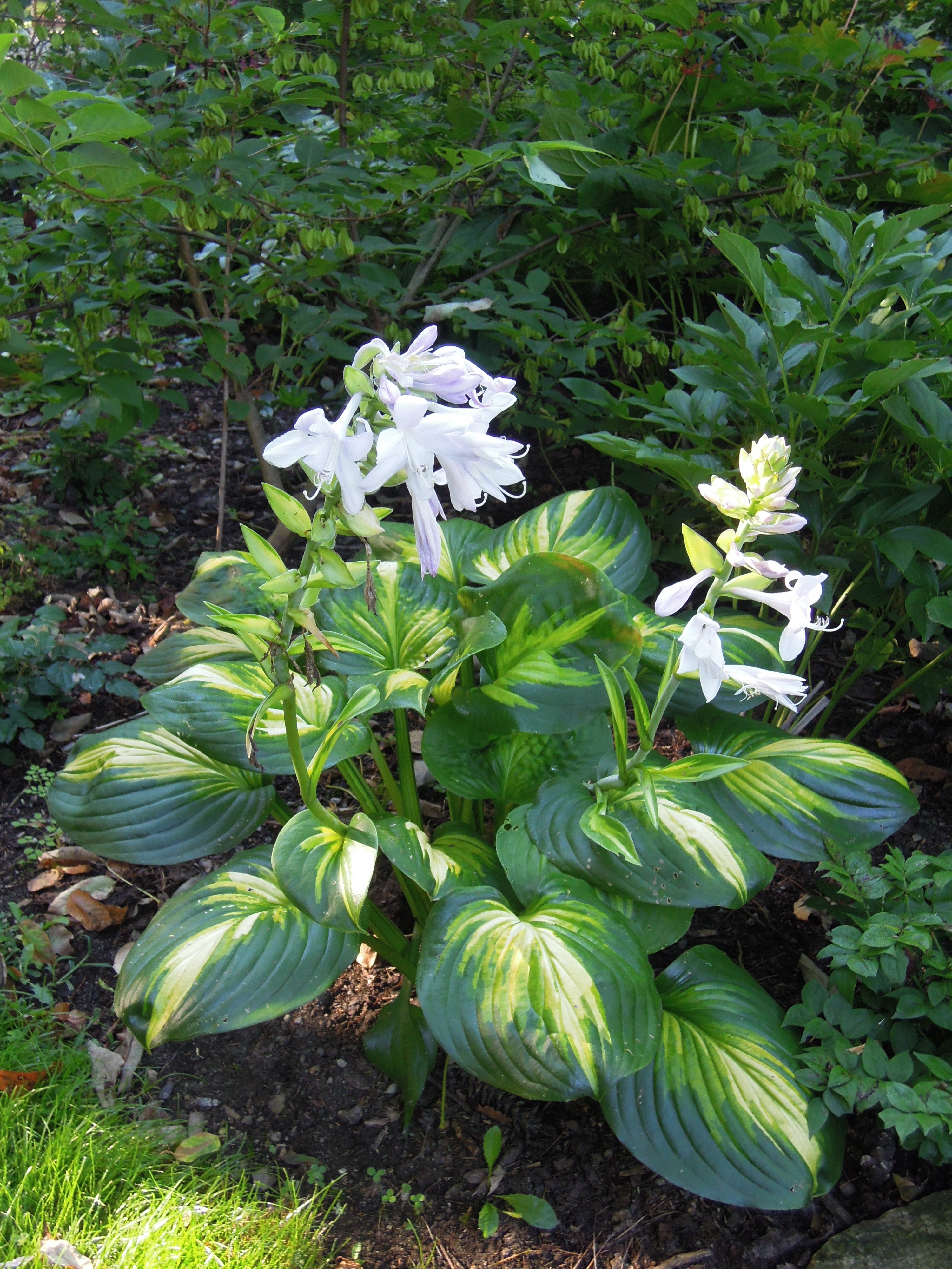 Hosta 'Cathedral Windows'