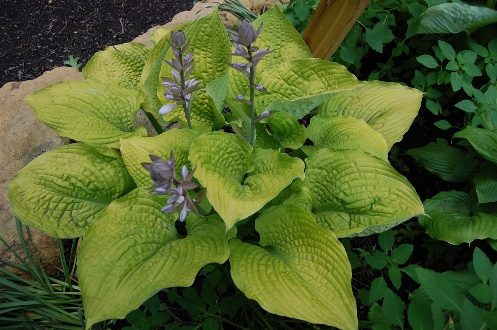 Hosta 'Coast to Coast'