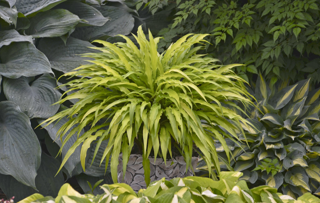 Hosta 'Curly Fries'