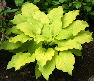 Hosta 'Dancing Queen'