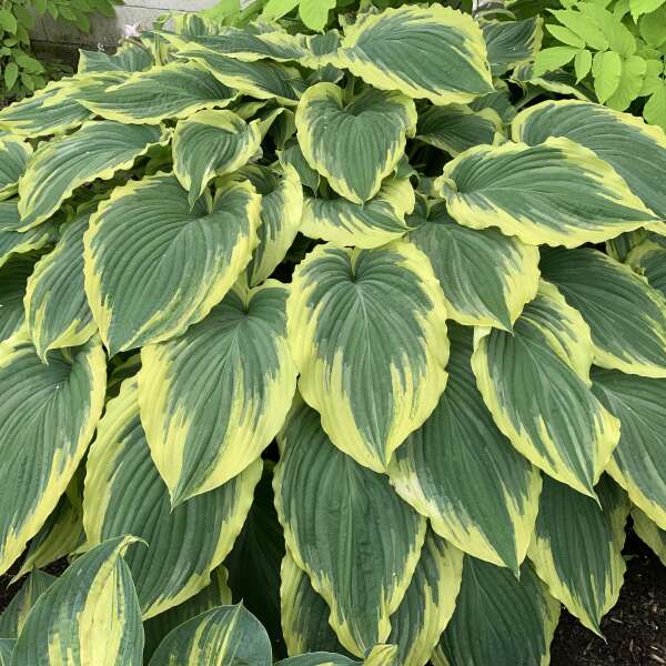 Hosta 'Drop Dead Gorgeous'