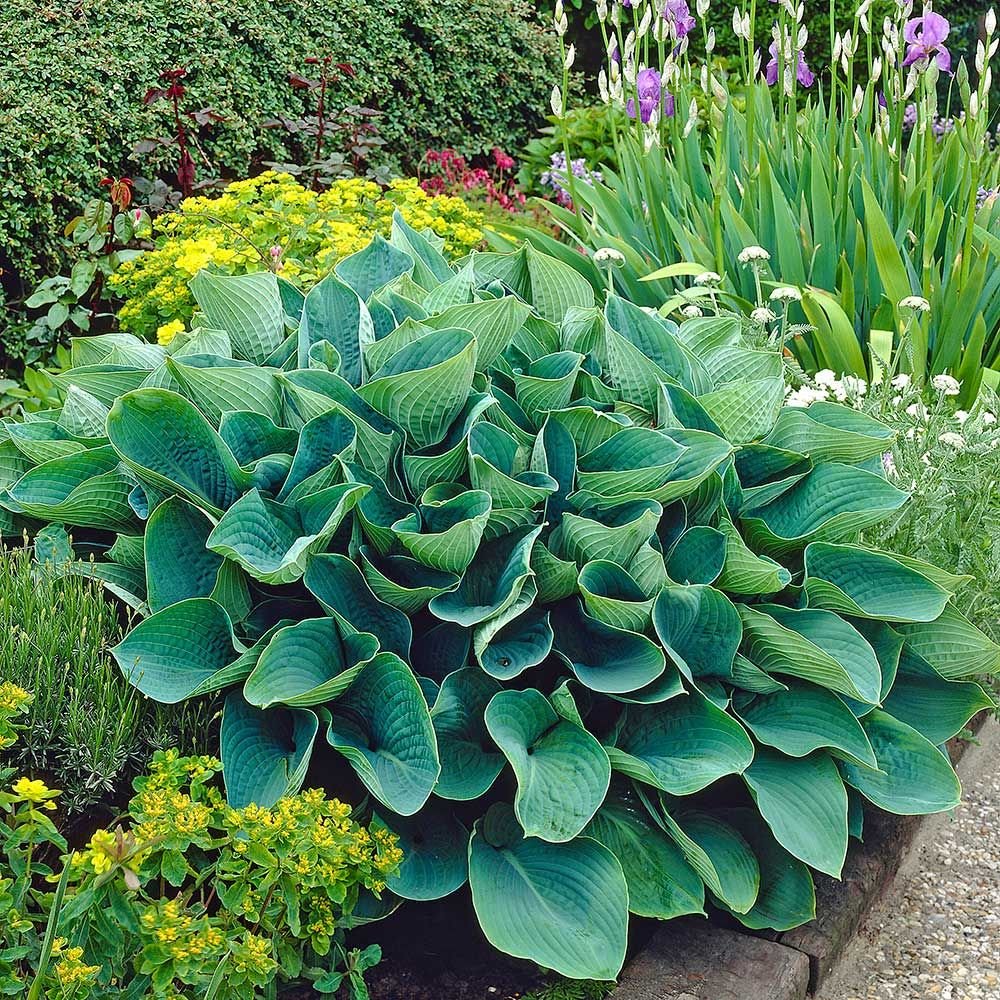 Hosta 'Elegans'