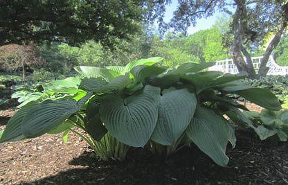 Hosta 'Empress Wu'