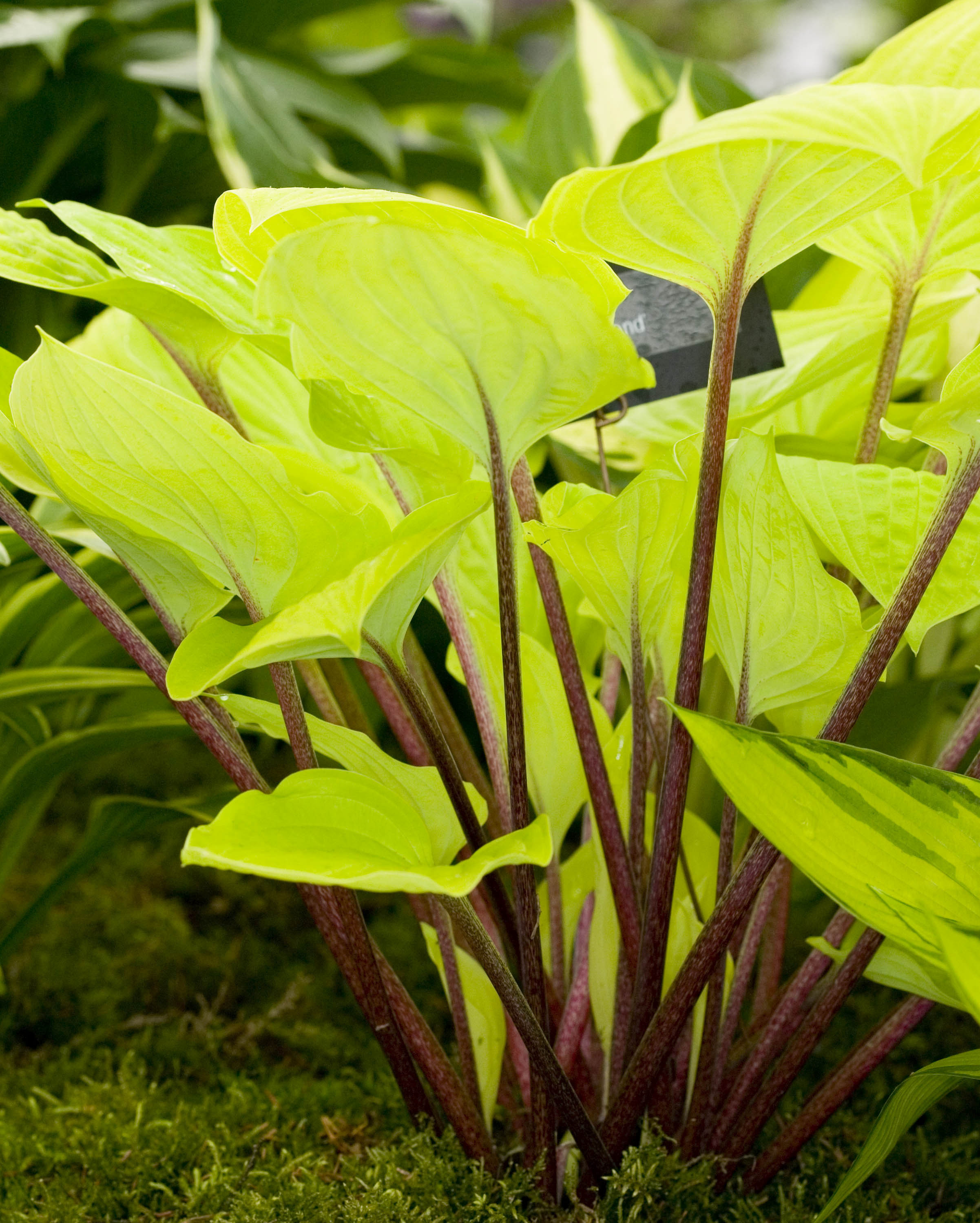 Hosta 'Fire Island'