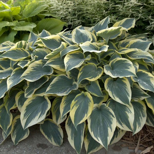 Hosta 'First Frost'