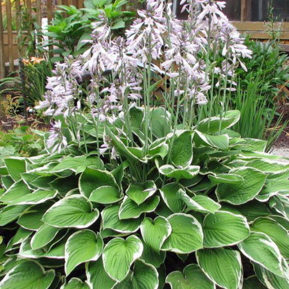 Hosta 'Francee'