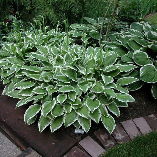 Hosta 'Ginko Craig'