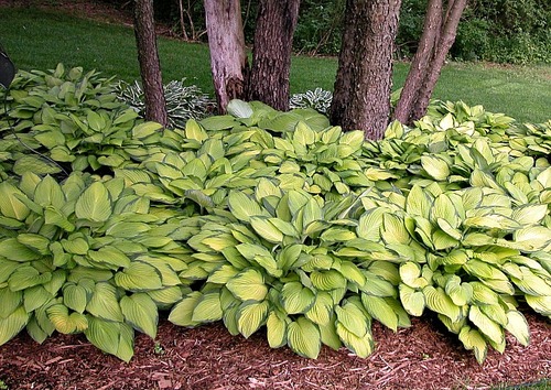 Hosta 'Gold Standard'