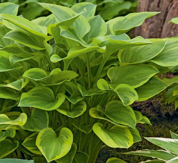 Hosta 'Golden Tiara'