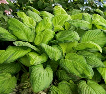 Hosta 'Guacamole'