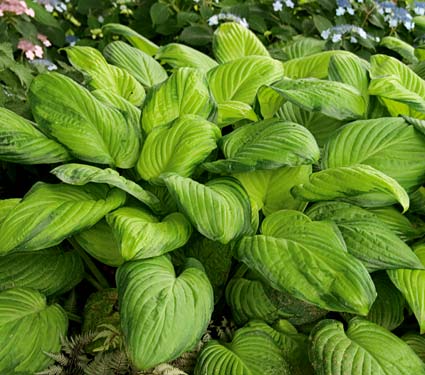 Hosta 'Guacamole'